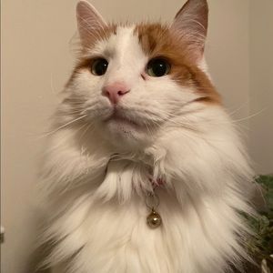 Meet your Posher, Lois